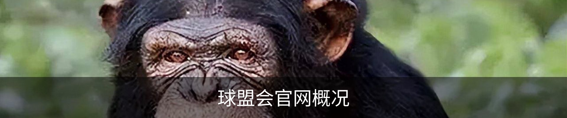 球盟会官网概况